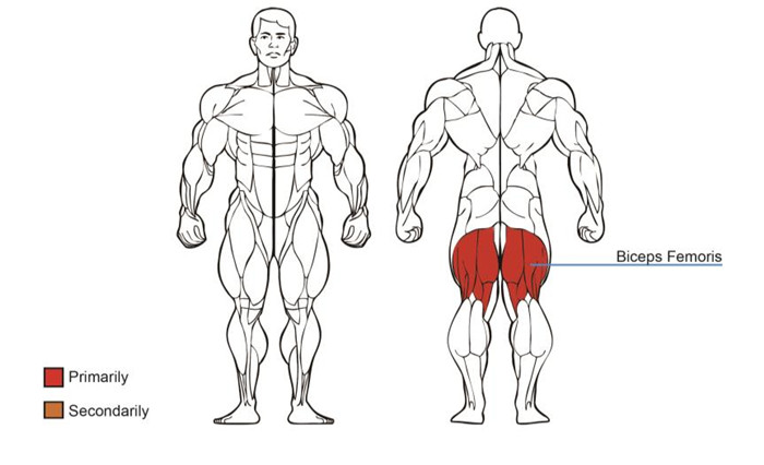 Seated Leg Curl Exercise Equipment