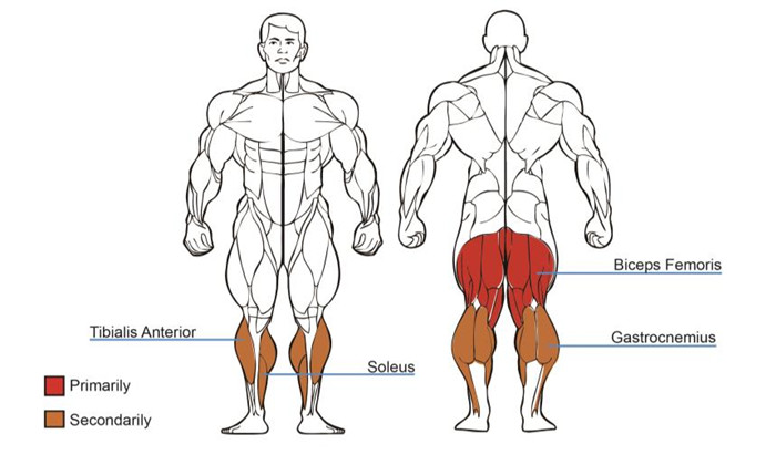 Horizontal Leg Curl Machine